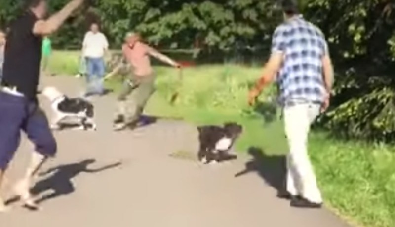 بالفيديو .. شاب يطلق كلبيه على لاجئ سوري بألمانيا