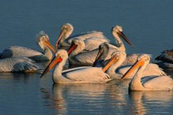 ارتفاع معتبر في عدد الطيور المائية بوهران