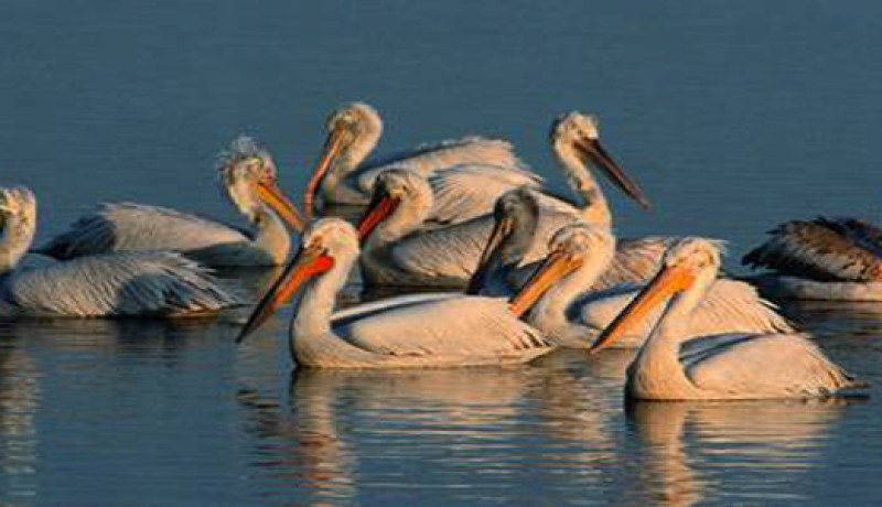 ارتفاع معتبر في عدد الطيور المائية بوهران