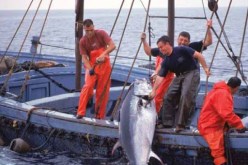 الجزائر تفاوض  لاسترجاع حصتها في صيد التونة