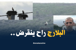 الكوابل الكهربائية تُحرق أعشاش طائر “البلارج” بالطارف