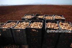 إنتاج 120 ألف قنطار “بطاطا” بالبيض