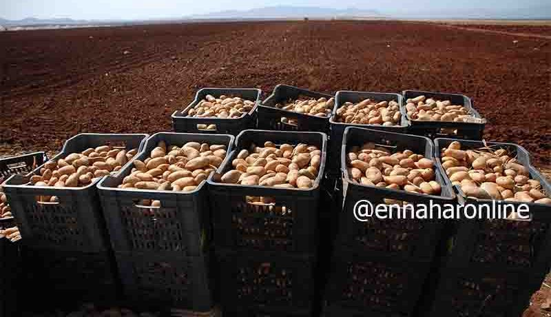 إنتاج 120 ألف قنطار “بطاطا” بالبيض