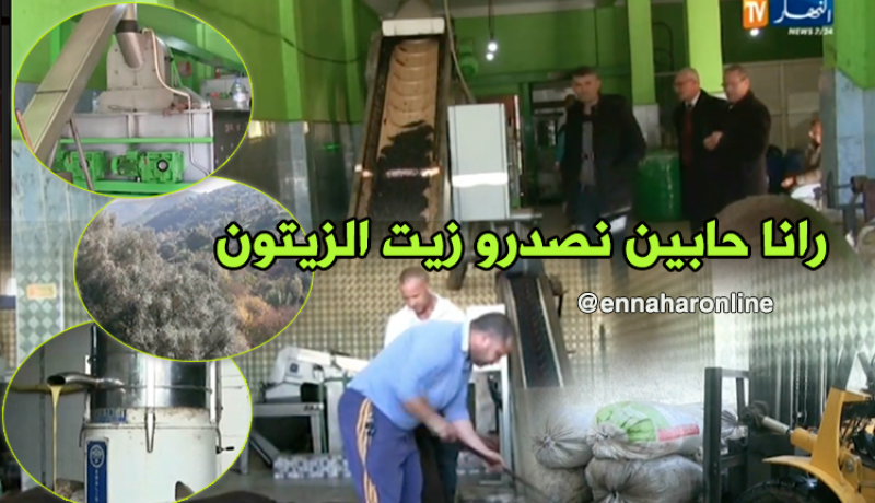 أصحاب معاصر الزيتون بسكيكدة يراهنون على التّصدير
