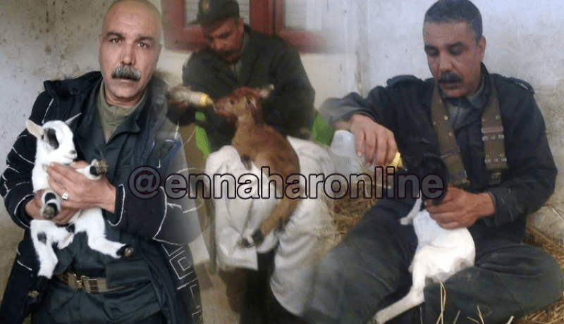 نفوق حيوان “النيلقو” النادر بالقالة بسبب سوء التغذية و الإهمال