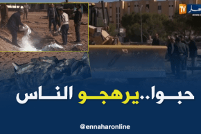 الجلفة: حجز كمية معتبرة من السمك الفاسد موجهة للإستهلاك