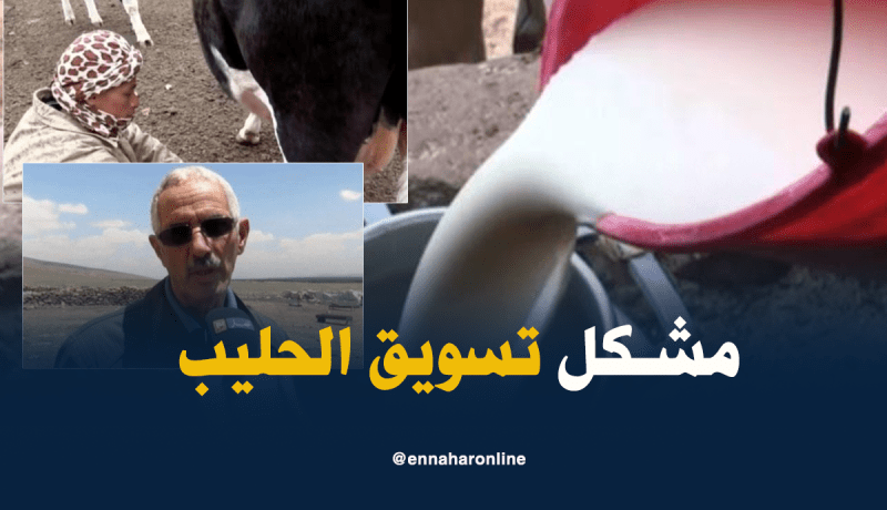 منتجو الحليب يعانون من صعوبة تسويقه في البيض