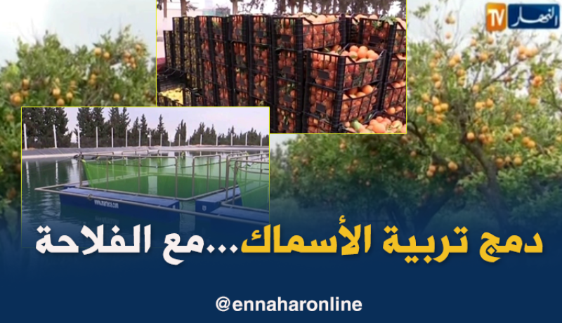 غليزان: إستغلال مياه تربية الأسماك في السقي..مزرعة”الأمل” نموذج تجربة ناجحة