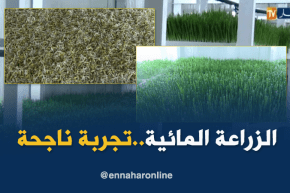 الطارف: الزراعة المائية…تجربة تقنية فريدة من نوعها