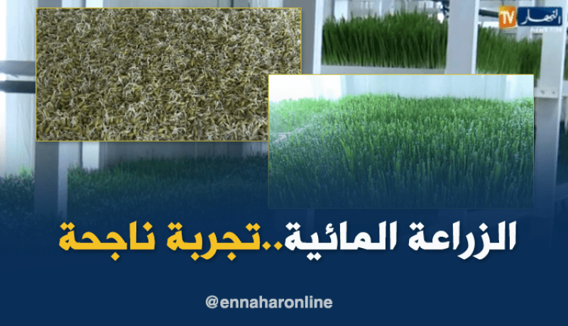 الطارف: الزراعة المائية…تجربة تقنية فريدة من نوعها