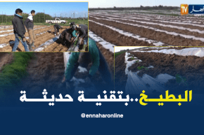 غليزان: زراعة البطيخ…فلاحون يعتمدون على تقنيات حديثة