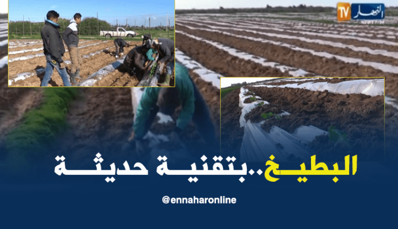 غليزان: زراعة البطيخ…فلاحون يعتمدون على تقنيات حديثة