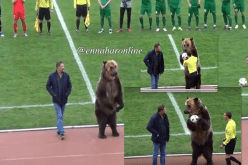 بالفيديو.. دب يشارك في مباراة بالدوري الروسي! 