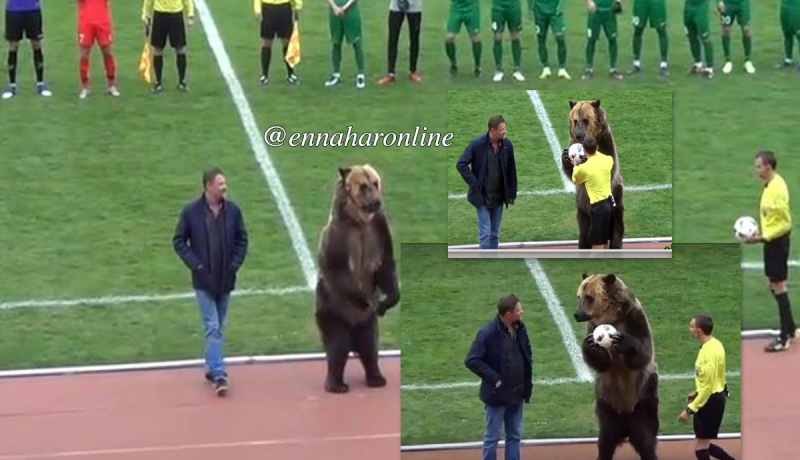 بالفيديو.. دب يشارك في مباراة بالدوري الروسي! 