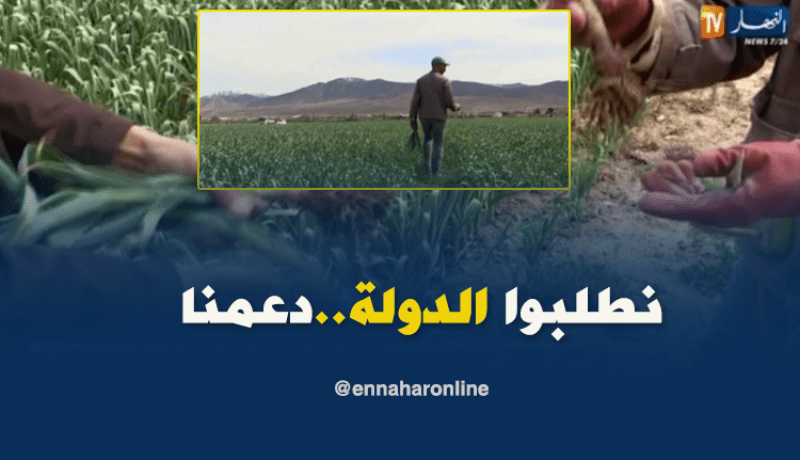 باتنة: منتجو الثوم يطالبون بتدخل السلطات لدعم إنتاجهم المحلي