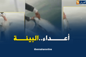 صيادون يعثرون على دلفين قطعت أحشائه الداخلية وزعانفه..؟؟؟