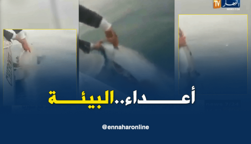 صيادون يعثرون على دلفين قطعت أحشائه الداخلية وزعانفه..؟؟؟