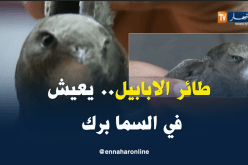بيطري/ “طائر الأبابيل ليس خرافي ولكنّه نادر..عيشه في السماء دون النزول إلى الأرض جعله غريب”