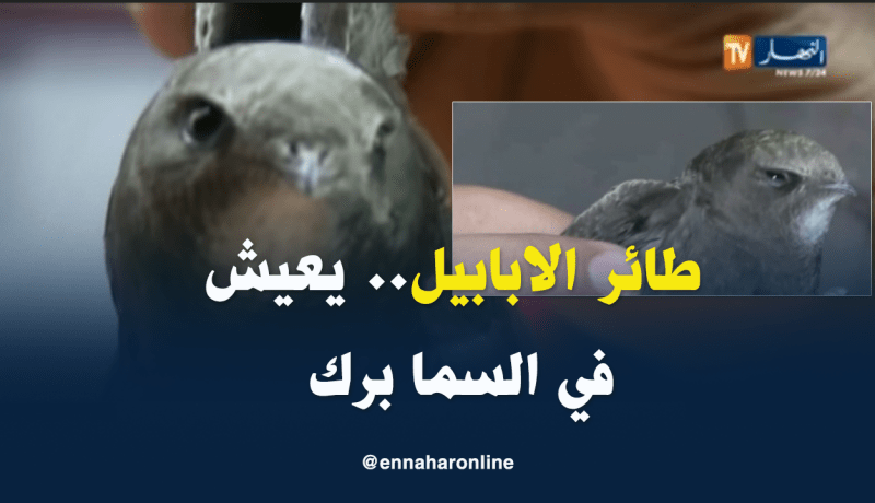 طائر الأبابيل حقيقة وليس خرافة