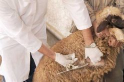 تلقيح أزيد من 10 ألاف رأس من الماشية ضد مرض طاعون المجترات الصغيرة بمستغانم