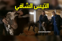 “تيْس حلوب” يشفي من الأورام السرطانية بغليزان