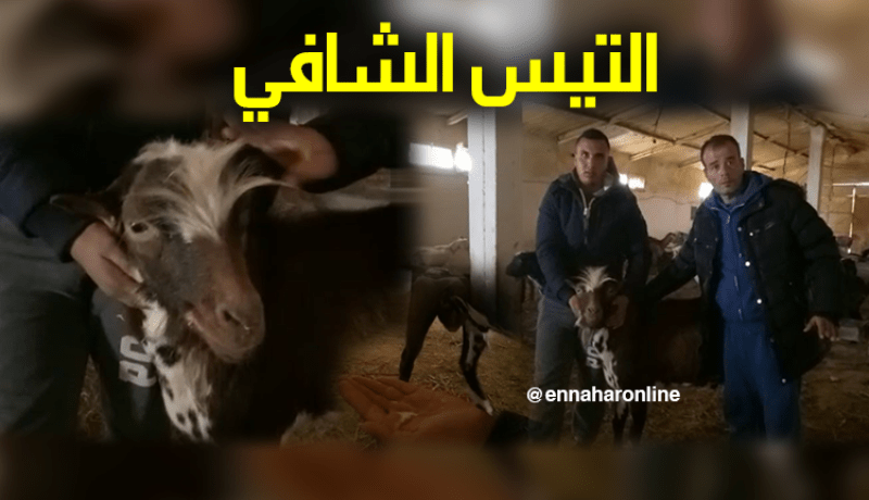 “تيْس حلوب” يشفي من الأورام السرطانية بغليزان