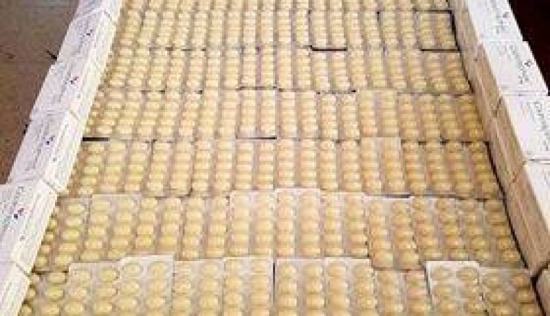 إحباط محاولة تهريب 1580وحدة “colpotrophine” في مطار سطيف