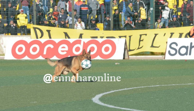 بالفيديو.. كلب يَقتحم ملعب 1 نوفمبر ويُؤخر مباراة بَارادو والحراش !