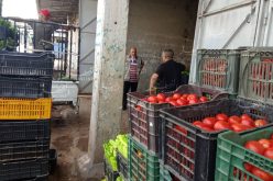 بولنوار: “توزيع 250 طن من الخضر والفواكه خلال الأسبوع الأوّل من رمضان”