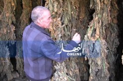 أكثر من 60 ألف قنطار من مادة تبغ المضغ والنشوق مهددة بالفساد ..والسبب