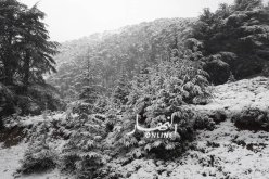 إستمرار تساقط الثلوج إلى غاية غدا السبت