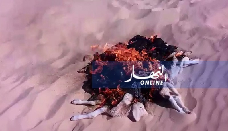 اكتشاف 3 بؤر لطاعون المجترات و إبادة 17 خروفا بغرداية