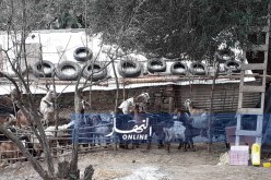 غلق 8 أسواق للماشية بعد اكتشاف 8 حالات للحمى القلاعية بقالمة