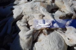 داء “اللسان الأزرق” يمس 32 ماشية والسلطات غائبة!