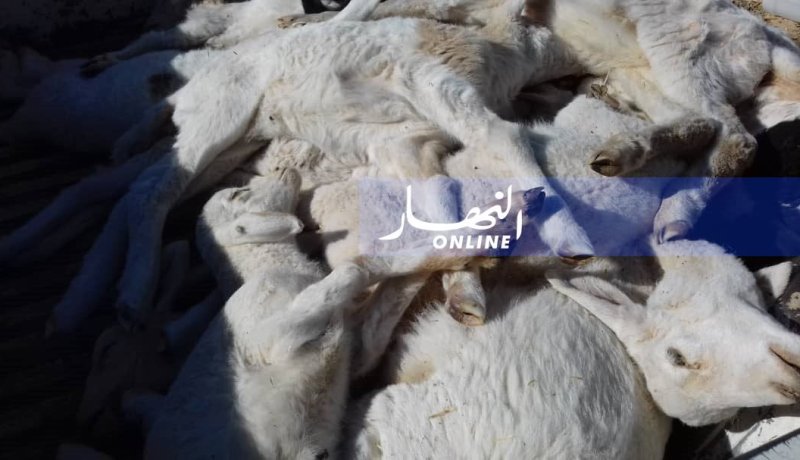 إنطلاق حملة تلقيح المواشي بتندوف من وباء طاعون المجترات الصغيرة