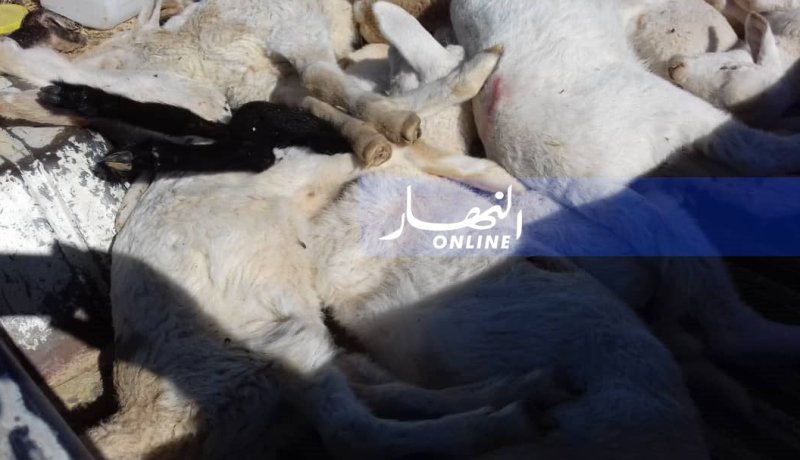تلقيح 40 ألف رأس من الأغنام ضد طاعون الماشية بالنعامة