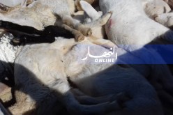 نفوق 12 رأس من الماشية بسبب طاعون المجترات الصغيرة بمنطقة مرمان بالبليدة