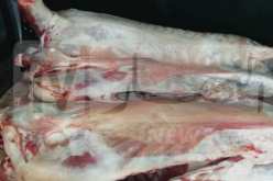 بالصور.. الدرك يحبط محاولة تسويق 19 قنطارا من اللحوم الفاسدة بوهران