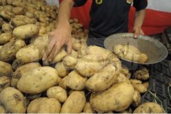 مدير الديوان الوطني للخضر واللحوم لـ”النهار”:”سعر البطاطا لن يتجاوز 60 دينارا للكلغ في رمضان”