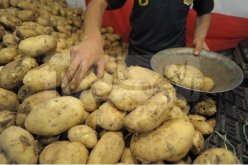 فيلالي.. ارتفاع أسعار البطاطا راجع إلى المضاربة وليس لغلاء البذور