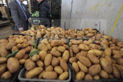 هذا هو سبب ارتفاع سعر البطاطا في الأسواق
