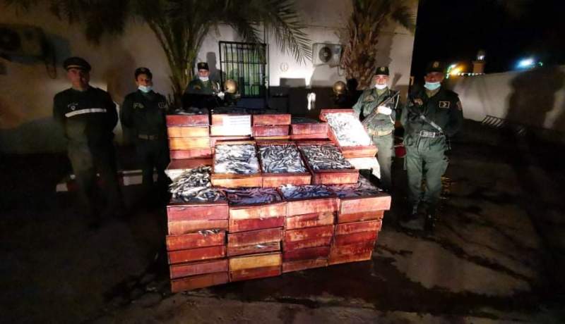 حجز 17 قنطار من السمك الفاسد بالمدية