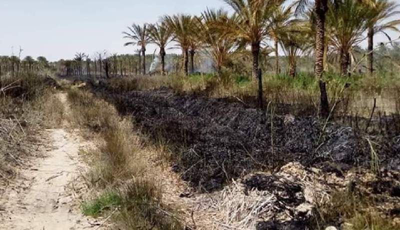الوادي.. إحتراق 130 نخلة والحماية تنقذ أزيد من 500 أخرى