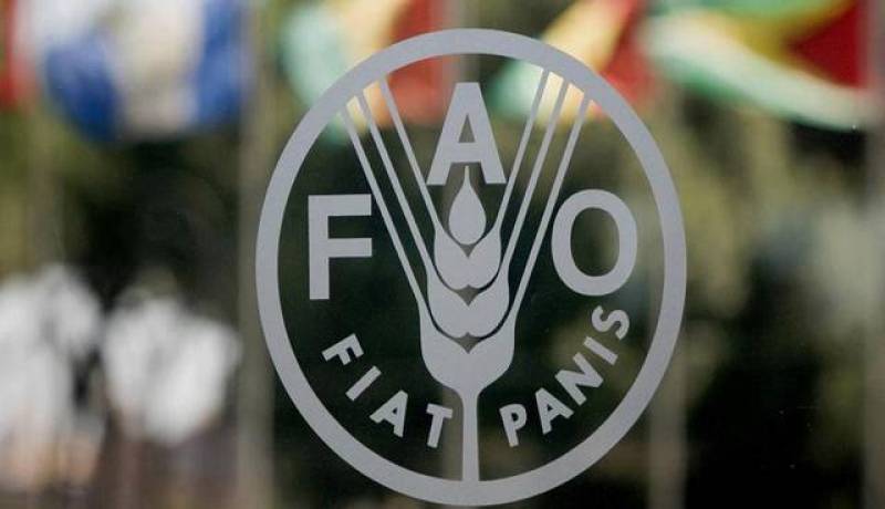 الفاو.. إرتفاع أسعار السلع الغذائية العالمية شهر جوان الماضي