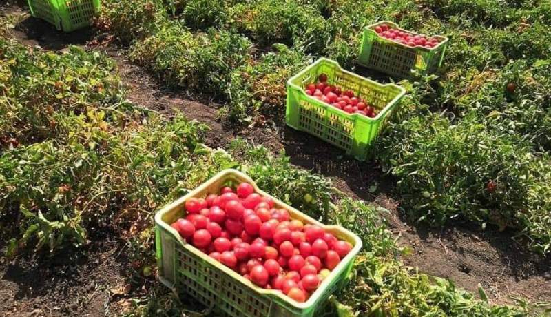 فلاحة: انطلاق برنامج جني وتحويل الطماطم الصناعية والذي سيمتد إلى 30 سبتمبر 2020