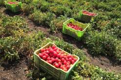 تسوية مستحقات 90 بالمائة من منتجي الطماطم الصناعية