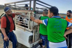 شباب يتطوعون لشراء أضاحي العيد للعائلات المعوزة بتاوقريت في الشلف