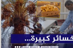 منتجو التمور يستغيثون.. ساعدونا على التصدير غلتنا ستضيع!