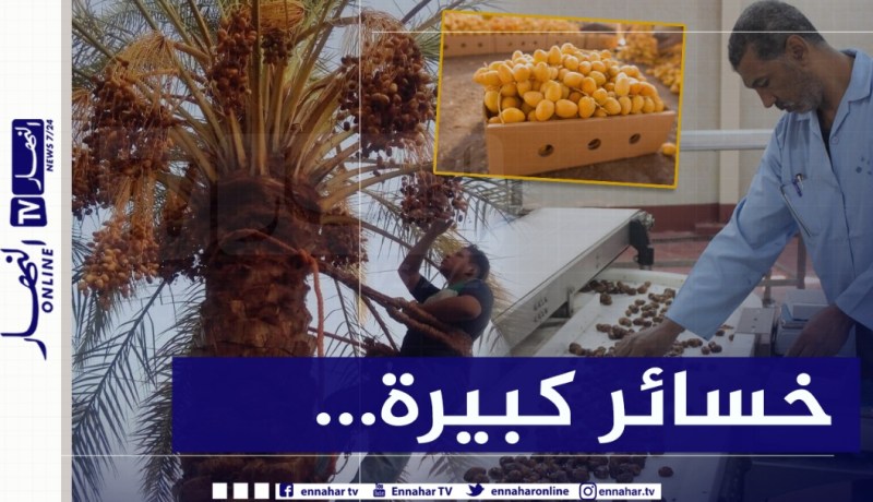 منتجو التمور يستغيثون.. ساعدونا على التصدير غلتنا ستضيع!