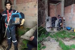 إنقاذ قطة بعد سقوطها داخل بئر في البليدة